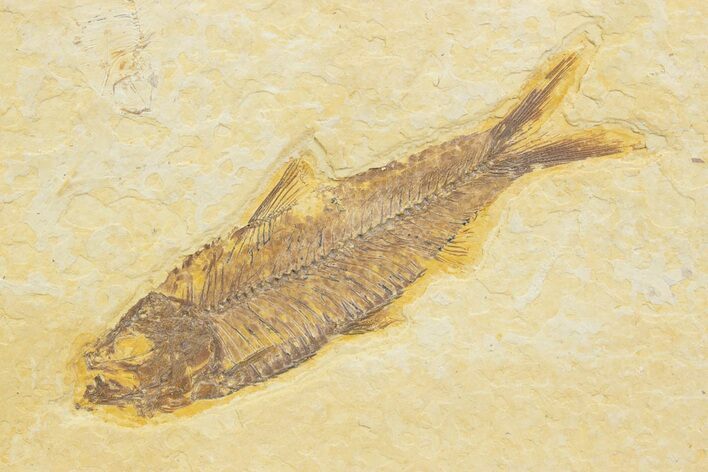 Detailed Fossil Fish (Knightia) - Wyoming #373733